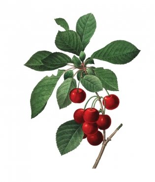 Instant Wall Art Vibrant Botanical Prints фото книги 2