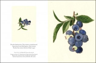 Fruit: Selections from the USDA Pomological Watercolor Collection (Tiny Folio) фото книги 5