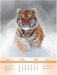 Тигры. Календарь настенный на 2022 год фото книги маленькое 6