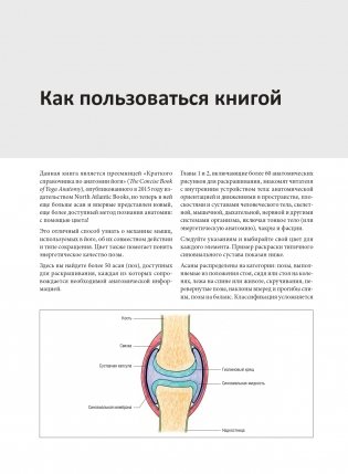 Анатомия йоги: раскраска. Изучите форму и биомеханику более чем 50 асан фото книги 5