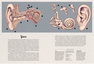 Анатомикум. Энциклопедия для детей фото книги 6