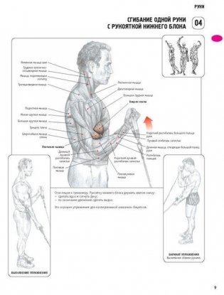 Анатомия силовых упражнений для мужчин и женщин фото книги 8