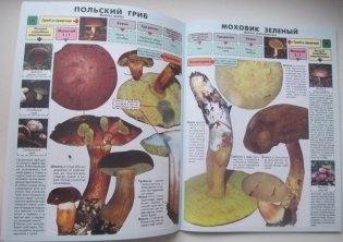 Самые распространенные съедобные грибы. Справочник-определитель начинающего грибника фото книги 4