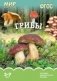 Мир в картинках. Грибы. 3-7 лет. Наглядно-дидактическое пособие. ФГОС фото книги маленькое 2
