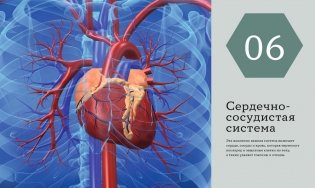 Анатомия человека. Визуальный гид по всем системам организма: норма и патологии фото книги 5