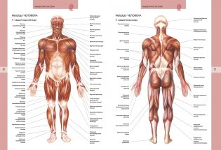 Большой иллюстрированный атлас анатомии человека фото книги 2