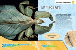Большая энциклопедия насекомых фото книги 3