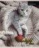 Тетрадь "Котята и пледы", А5, 48 листов, клетка фото книги маленькое 5