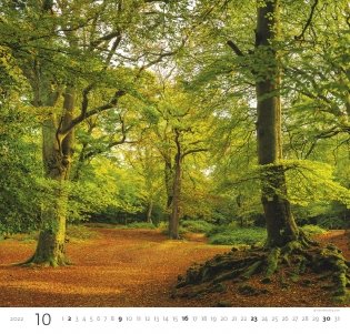Forest (Лес). Календарь настенный на 2022 год фото книги 9