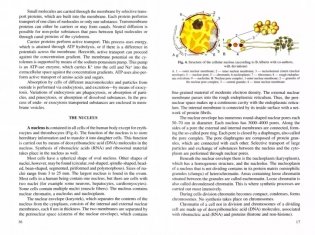 Анатомия человека. Учебное пособие для студентов медицинских вузов. В 2-х книгах. Книга 1. Гриф УМО по медицинскому образованию фото книги 2