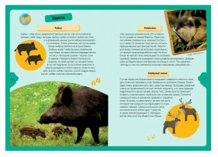 Животные планеты. Интерактивная детская энциклопедия с магнитами фото книги 5