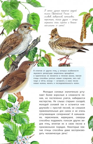 Певчие птицы. Средняя полоса европейской части России. Определитель с голосами птиц фото книги 5