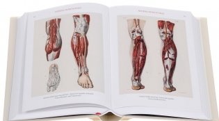 Bourgery. Atlas of Human Anatomy and Surgery фото книги 4