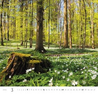 Forest (Лес). Календарь настенный на 2022 год фото книги 6
