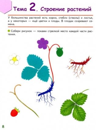 Знакомлюсь с растениями. Развивающая тетрадь для детей 6-7 лет. 1-е полугодие фото книги 4