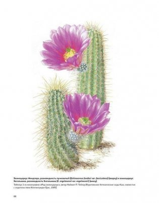 Ботаническая иллюстрация. Руководство по рисованию от Королевских ботанических садов Кью фото книги 4