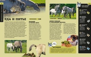 Лошади фото книги 4