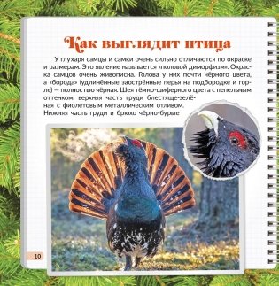 Птица года Беларуси. Глухарь фото книги 5