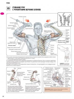 Анатомия силовых упражнений для мужчин и женщин фото книги 9