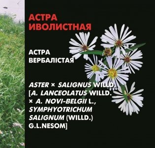 Растения-агрессоры. Инвазионные виды на территории Беларуси фото книги 2