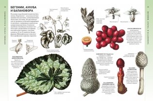 Всё о цветущих растениях, прекрасных и загадочных фото книги 4