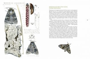 Бабочки. Основы систематики, среда обитания, жизненный цикл и магия совершенства фото книги 8