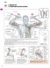 Анатомия силовых упражнений для мужчин и женщин фото книги маленькое 10