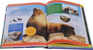 Лучшая энциклопедия для школьников фото книги 7