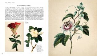 Kew Golden Age Of Botanical Art фото книги 2
