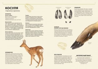 Лесные животные в натуральную величину фото книги 4