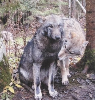 О волке: что, как и почему фото книги 3
