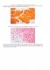 Гистология, цитология и эмбриология. Атлас учебных препаратов фото книги маленькое 19