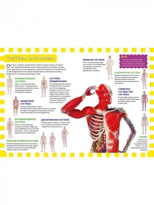 Как работает твоё тело. Детская энциклопедия фото книги 2