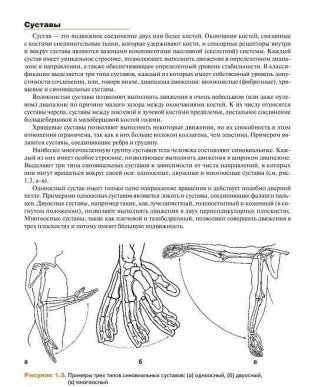 Мышечная механика фото книги 8