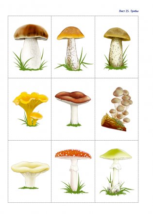 Природа в развитии и воспитании детей дошкольного возраста. 5—7 лет. Учебное наглядное пособие. ГРИФ фото книги 9