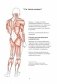 Анатомия йоги. Как работают мышцы фото книги маленькое 11