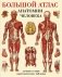 Большой атлас анатомии человека. Лучшие в мире анатомические таблицы