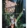 Slim Aarons: La Dolce Vita фото книги маленькое 2