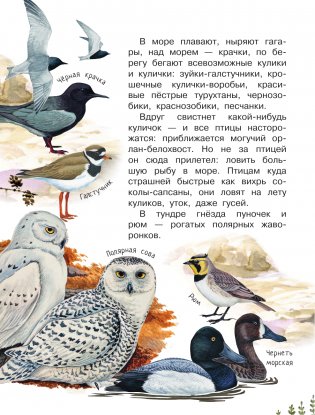 Наши птицы фото книги 7