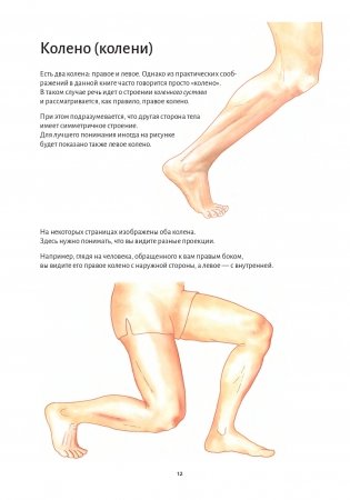 Анатомия йоги. Колени фото книги 6