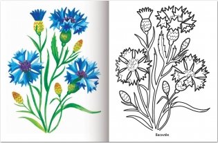 Раскраска "Первые уроки. Полевые цветы", А5, 8 листов фото книги 3