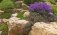 Альпинарии, горки, каменистые сады фото книги маленькое 4