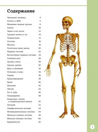 Первый атлас анатомии человека фото книги 2