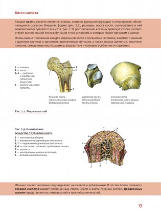 Наглядная анатомия человека. Подробный атлас с иллюстрациями фото книги 13