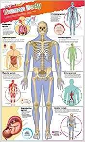 DKfindout! Human Body Poster. Wall Chart фото книги