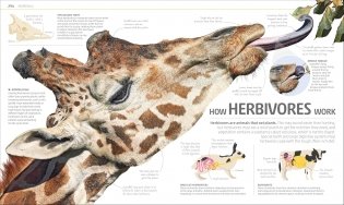 Explanatorium of Nature фото книги 10