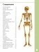 Первый атлас анатомии человека фото книги маленькое 3
