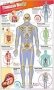 DKfindout! Human Body Poster. Wall Chart фото книги маленькое 2