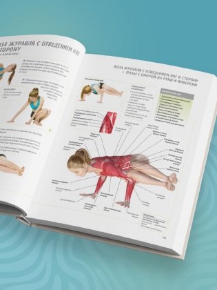 Анатомия йоги. 50 главных асан с анатомическими иллюстрациями, для начинающих и продвинутых фото книги 9