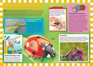 Мир насекомых. Популярная детская энциклопедия фото книги 3